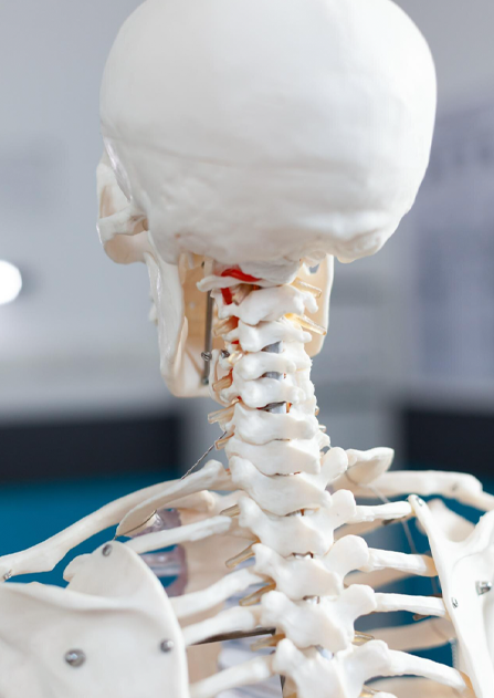Omurga & Omurilik Yaralanmaları